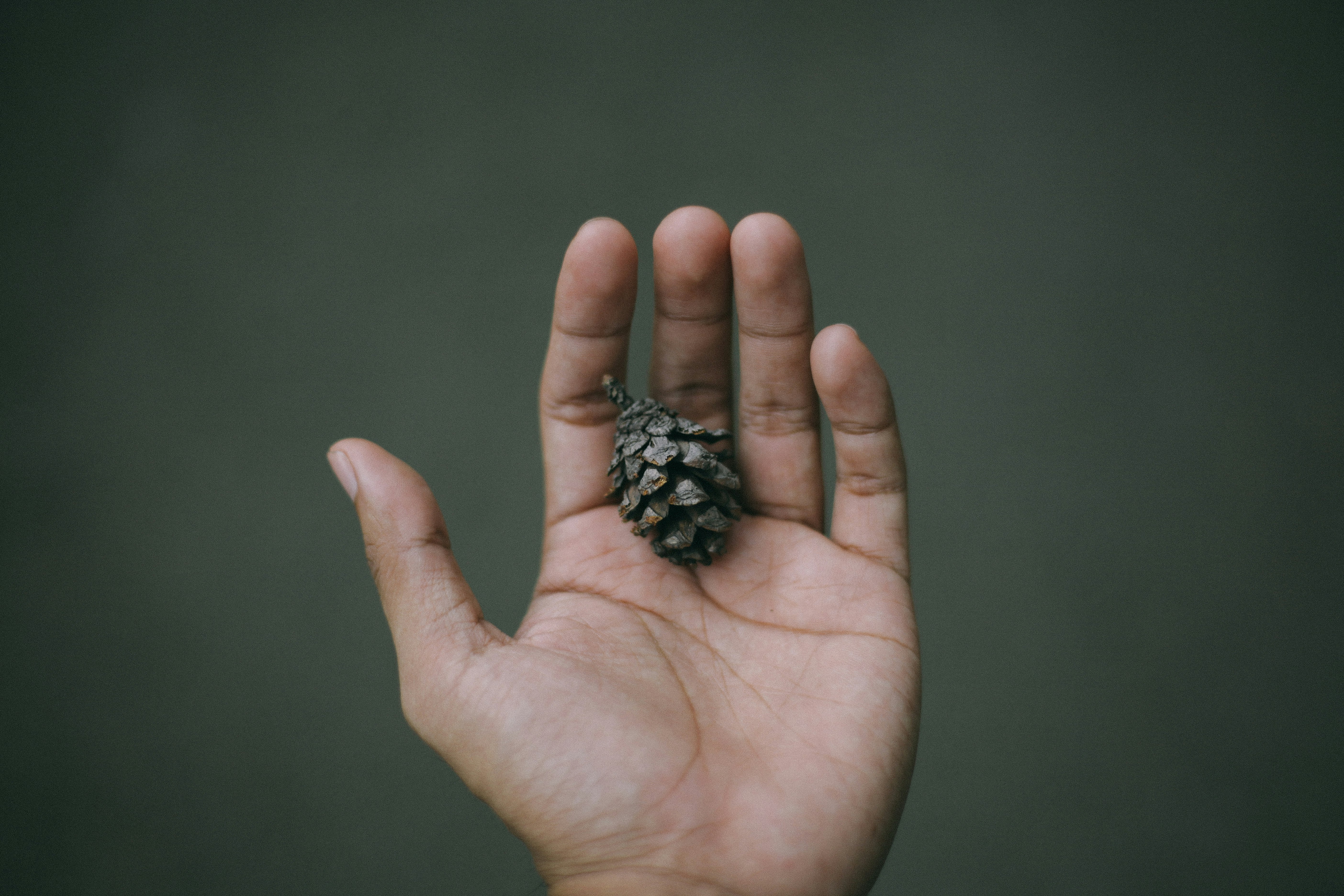 person holding pine cone